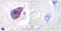 Gz-α Polyclonal Antibody