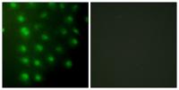 AKAP 95 Polyclonal Antibody