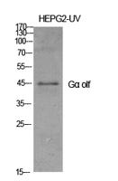 Gα olf Polyclonal Antibody