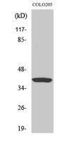 Gα t1 Polyclonal Antibody
