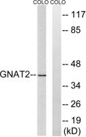 Gα t2 Polyclonal Antibody