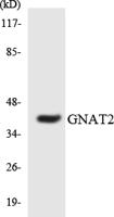 Gα t2 Polyclonal Antibody
