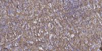 Gα t2 Polyclonal Antibody