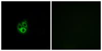 Gγ 5 Polyclonal Antibody
