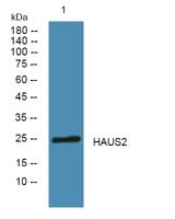 HAUS2 Polyclonal Antibody