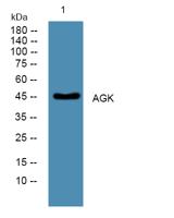 AGK Polyclonal Antibody