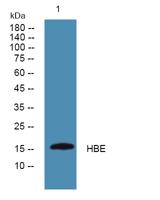 HBE Polyclonal Antibody