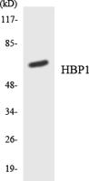 HBP1 Polyclonal Antibody
