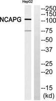 hCAP-G Polyclonal Antibody