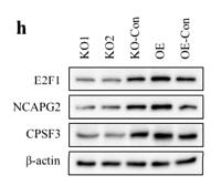 hCAP-G2 Polyclonal Antibody