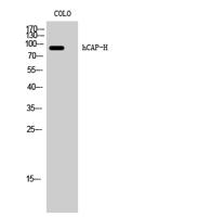 hCAP-H Polyclonal Antibody