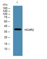 HCAR2 Polyclonal Antibody