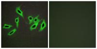 HC-II Polyclonal Antibody