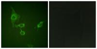 Hck Polyclonal Antibody