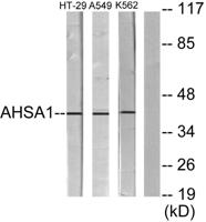 AHA-1 Polyclonal Antibody