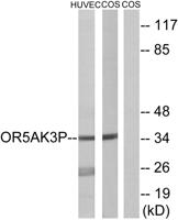 Olfactory receptor 5AK3 Polyclonal Antibody