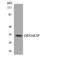 Olfactory receptor 5AK3 Polyclonal Antibody