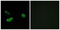 Olfactory receptor 5AR1 Polyclonal Antibody