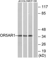 Olfactory receptor 5AR1 Polyclonal Antibody