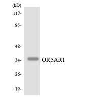 Olfactory receptor 5AR1 Polyclonal Antibody