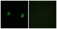 Olfactory receptor 5AS1 Polyclonal Antibody