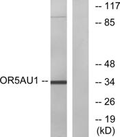 Olfactory receptor 5AU1 Polyclonal Antibody
