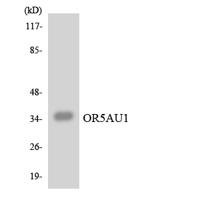Olfactory receptor 5AU1 Polyclonal Antibody