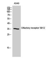 Olfactory receptor 5B12 Polyclonal Antibody
