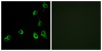 Olfactory receptor 5B12 Polyclonal Antibody