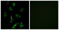 Olfactory receptor 5B3 Polyclonal Antibody