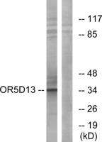 Olfactory receptor 5D13 Polyclonal Antibody