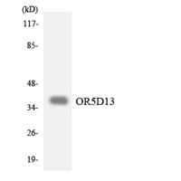 Olfactory receptor 5D13 Polyclonal Antibody