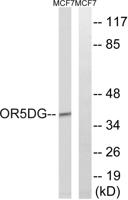 Olfactory receptor 5D16 Polyclonal Antibody