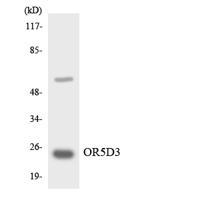 Olfactory receptor 5D3 Polyclonal Antibody
