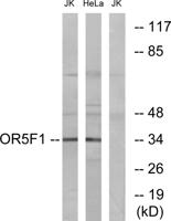 Olfactory receptor 5F1 Polyclonal Antibody