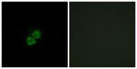 AI-BP Polyclonal Antibody