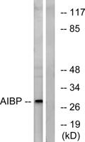 AI-BP Polyclonal Antibody
