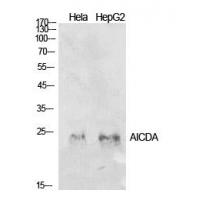 AID Polyclonal Antibody