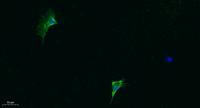 Iba1 Polyclonal Antibody