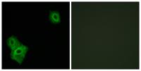 AIFL Polyclonal Antibody