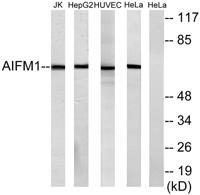 AIF-M1 Polyclonal Antibody