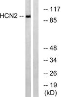 HCN2 Polyclonal Antibody