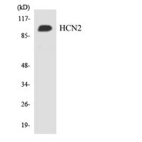 HCN2 Polyclonal Antibody