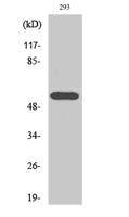 HDAC1 Polyclonal Antibody