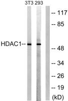 HDAC1 Polyclonal Antibody