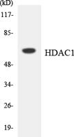 HDAC1 Polyclonal Antibody