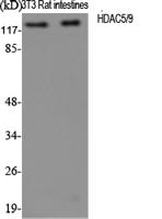 HDAC5/9 Polyclonal Antibody