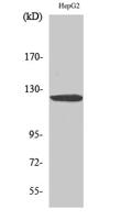 HDAC5/9 Polyclonal Antibody