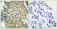 HDAC5/9 Polyclonal Antibody