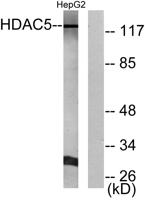 HDAC5/9 Polyclonal Antibody